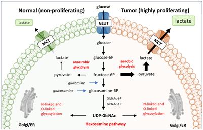 Tumor glucose metabolism and the T cell glycocalyx: implication for T cell function